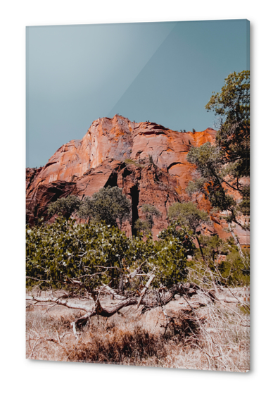 Mountain in the forest at Zion national park Utah USA Acrylic prints by Timmy333