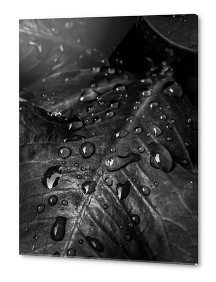 Closeup leaves with drop of water in black and white Acrylic prints by Timmy333