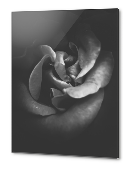 blooming rose texture abstract in black and white Acrylic prints by Timmy333