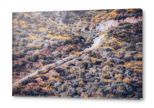 blooming yellow poppy flower field over the mountain in California, USA Acrylic prints by Timmy333