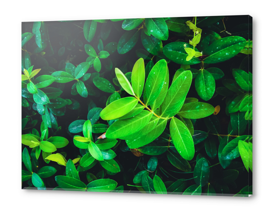 closeup fresh green leaves texture background Acrylic prints by Timmy333