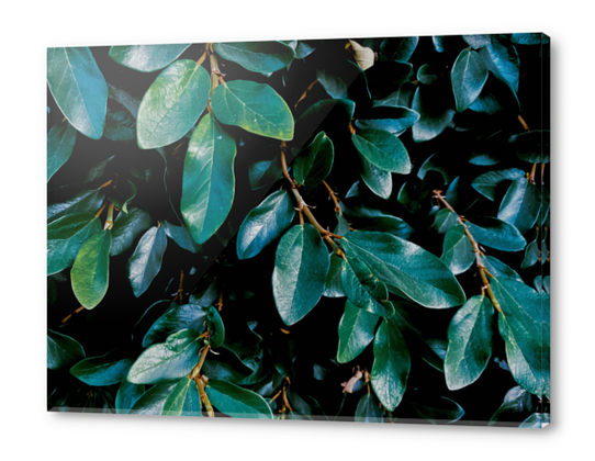 closeup green leaves plant texture background Acrylic prints by Timmy333