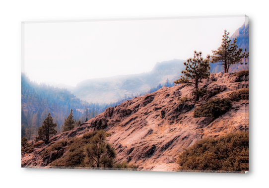 pine tree on the mountain at Lake Tahoe California USA Acrylic prints by Timmy333