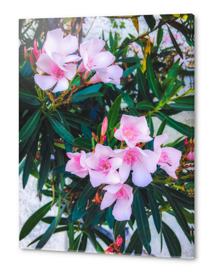 pink flowers garden with green leaves background Acrylic prints by Timmy333