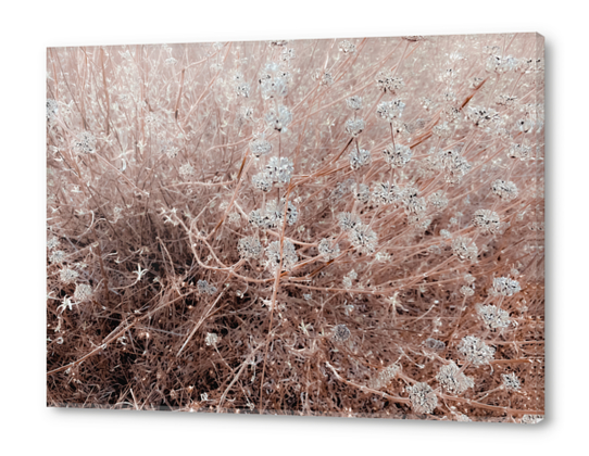 blooming dry flowers with brown dry grass field abstract background Acrylic prints by Timmy333