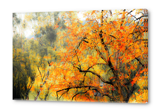 tree branch with autumn leaves and green tree background Acrylic prints by Timmy333