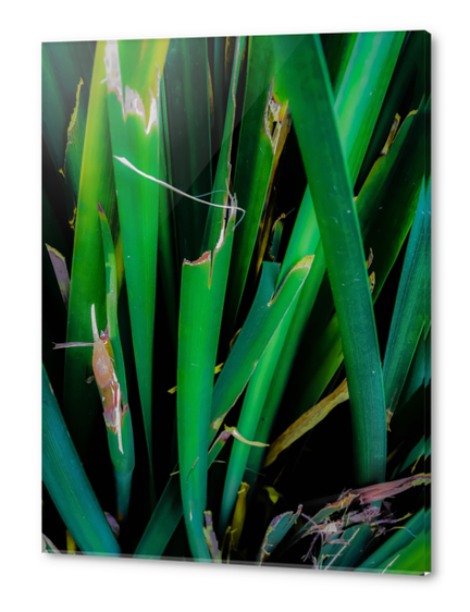 closeup green leaves texture Acrylic prints by Timmy333