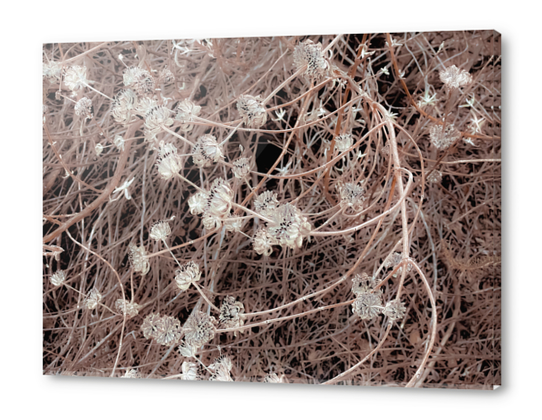 blooming dry flowers with brown dry grass texture background Acrylic prints by Timmy333