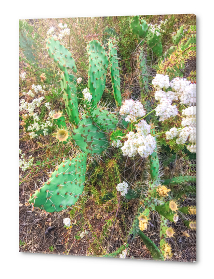 green cactus with blooming white flowers Acrylic prints by Timmy333