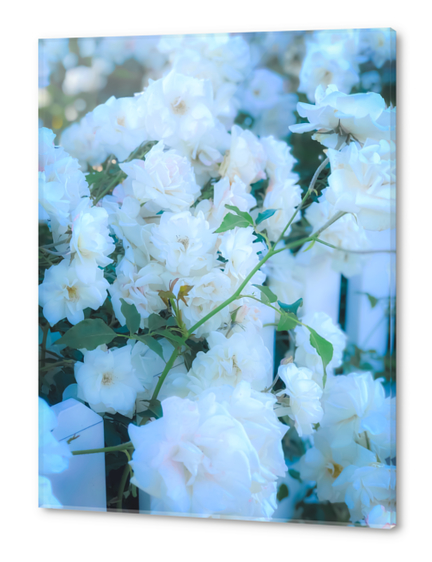 closeup white roses garden with green leaves Acrylic prints by Timmy333