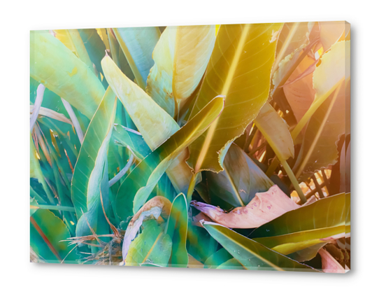 closeup green leaves bird of paradise texture background Acrylic prints by Timmy333