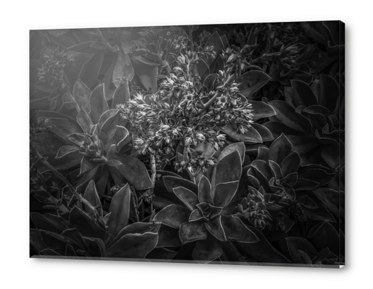 succulent plant with blooming flowers in black and white Acrylic prints by Timmy333