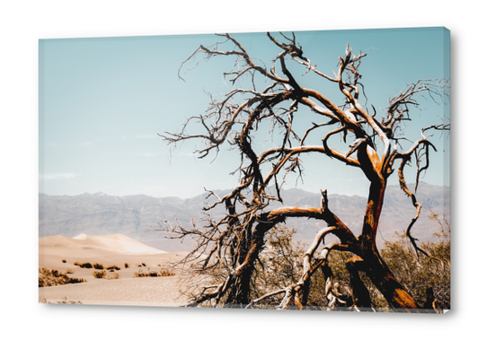 Tree branch in the sand desert and mountain view at Death Valley national park California USA Acrylic prints by Timmy333