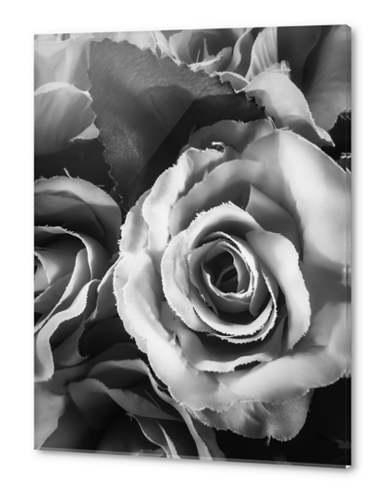 blooming rose texture background in black and white Acrylic prints by Timmy333