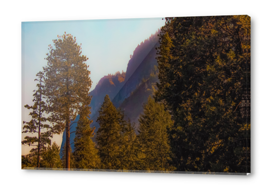 mountain and pine tree view at Yosemite national park California USA Acrylic prints by Timmy333