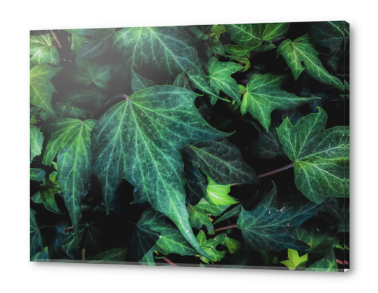 closeup green ivy leaves background Acrylic prints by Timmy333