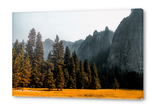 Mountains with pine tree at Yosemite national park California USA Acrylic prints by Timmy333