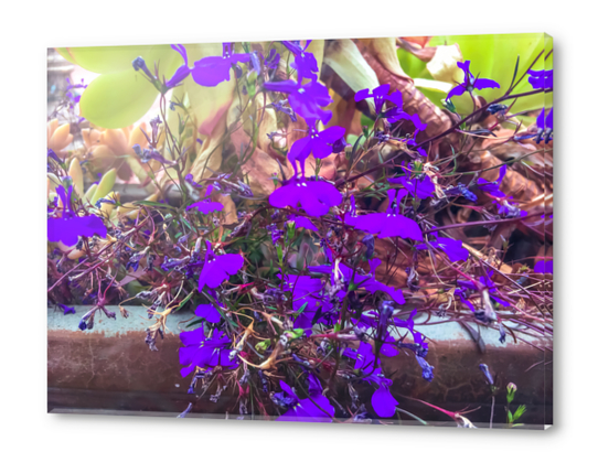 closeup purple flowers with green succulent plant background Acrylic prints by Timmy333