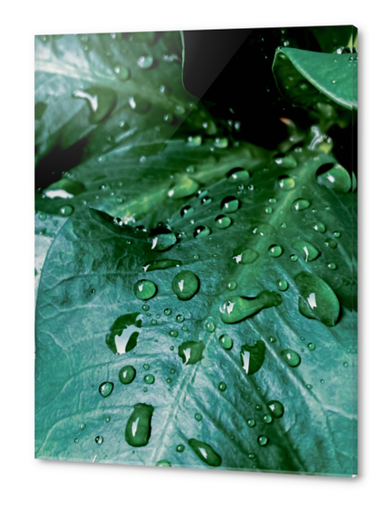 Closeup green leaves plant texture with drop of water Acrylic prints by Timmy333