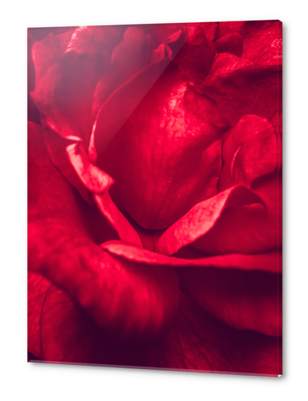 red rose texture Acrylic prints by Timmy333