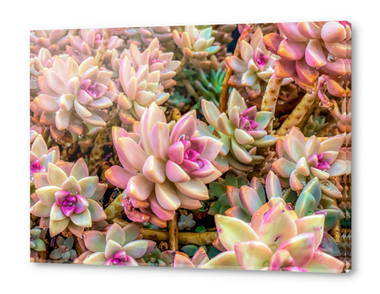 closeup pink and green succulent plant garden Acrylic prints by Timmy333