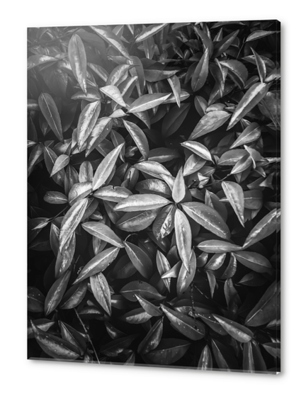 leaves texture background in black and white Acrylic prints by Timmy333