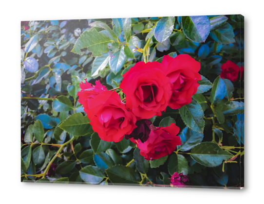 closeup red rose garden with green leaves background Acrylic prints by Timmy333