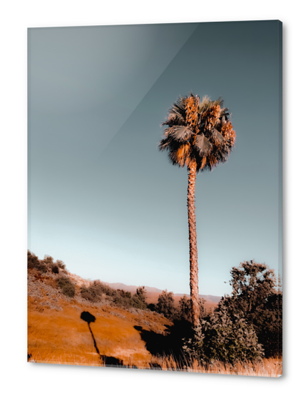 isolated palm tree with blue sky background Acrylic prints by Timmy333