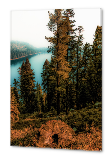 Pine tree with lake scenic at Emerald Bay Lake Tahoe California USA Acrylic prints by Timmy333