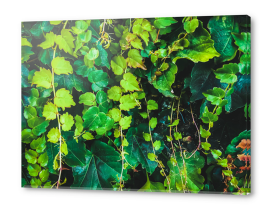 closeup green ivy leaves garden texture background Acrylic prints by Timmy333