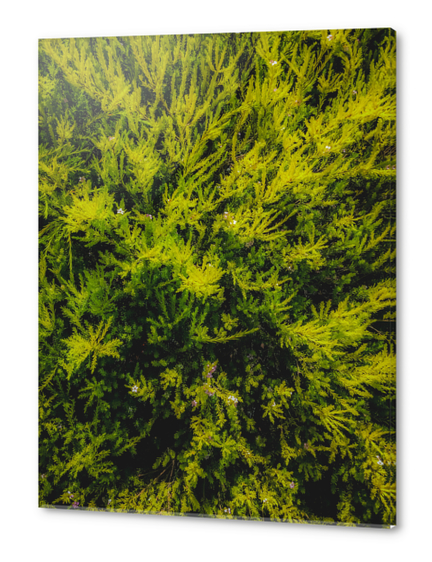 closeup green leaves plant texture abstract background Acrylic prints by Timmy333