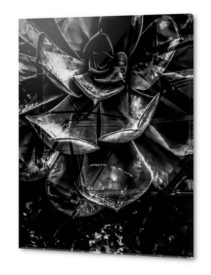 closeup succulent plant texture in black and white Acrylic prints by Timmy333