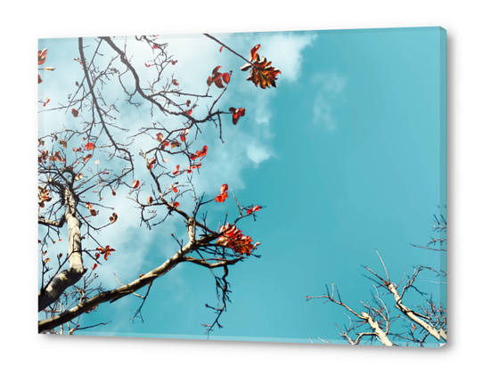 Tree branch with orange autumn leaves and blue sky background Acrylic prints by Timmy333