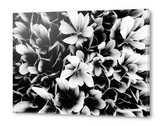 closeup succulent leaves texture in black and white Acrylic prints by Timmy333