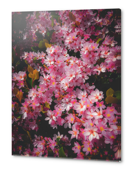 closeup blooming pink flowers abstract background Acrylic prints by Timmy333