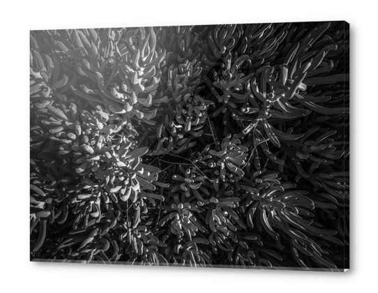 closeup succulent plant garden texture in black and white Acrylic prints by Timmy333