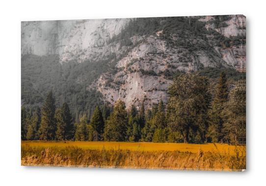 green tree with mountain background at Yosemite national park California USA Acrylic prints by Timmy333