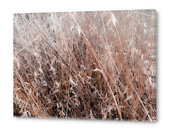 brown dry grass field texture abstract background Acrylic prints by Timmy333