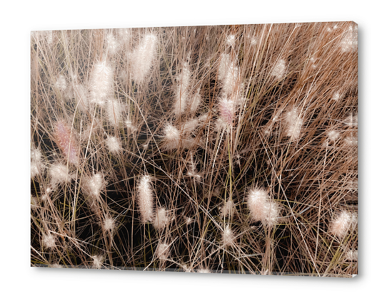 blooming grass flowers with brown dry grass background Acrylic prints by Timmy333