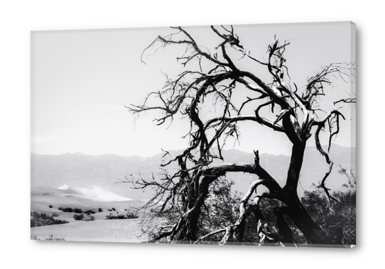 tree branch in desert at Death Valley national park California in black and white Acrylic prints by Timmy333