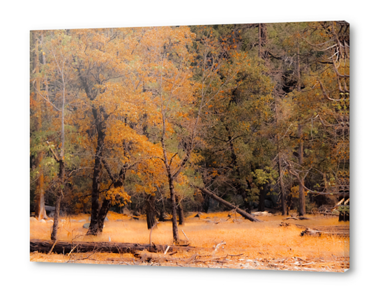 Autumn tree at Yosemite national park California USA Acrylic prints by Timmy333