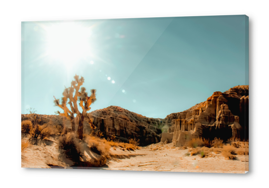 Cactus in the desert with summer light at Red Rock Canyon State Park, California, USA Acrylic prints by Timmy333