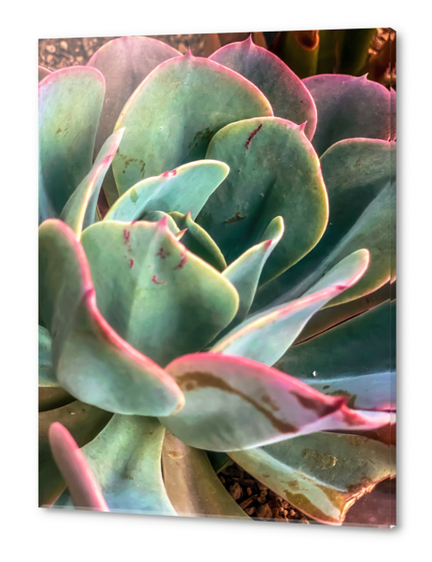 closeup green and pink succulent plant Acrylic prints by Timmy333