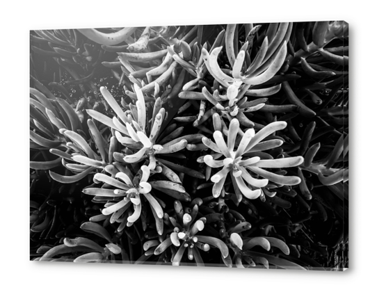 closeup succulent plant garden in black and white Acrylic prints by Timmy333