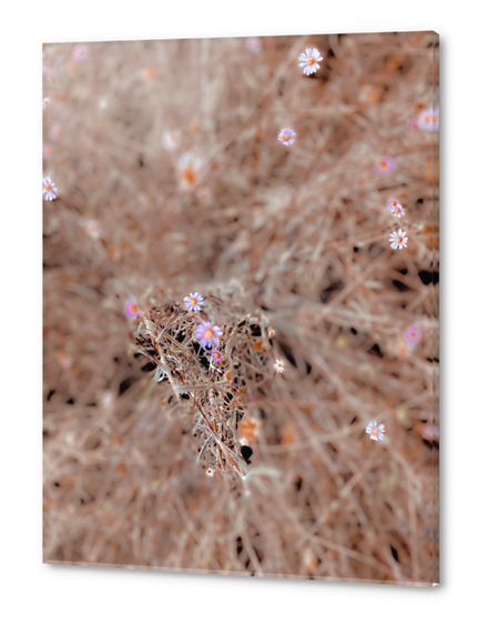 blooming pink and white flowers with dry grass background Acrylic prints by Timmy333