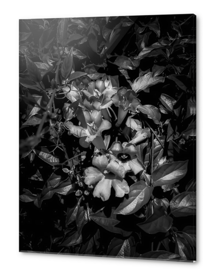 closeup blooming flowers texture in black and white Acrylic prints by Timmy333