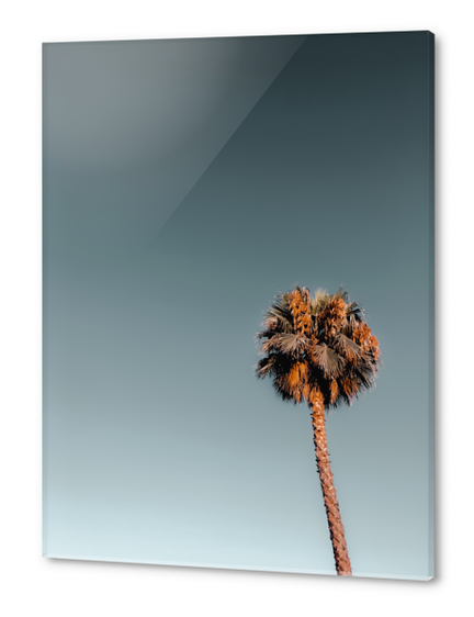 Isolated palm tree in summer with blue sky Acrylic prints by Timmy333