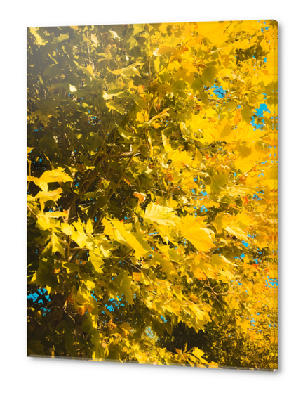 closeup yellow leaves texture abstract background Acrylic prints by Timmy333