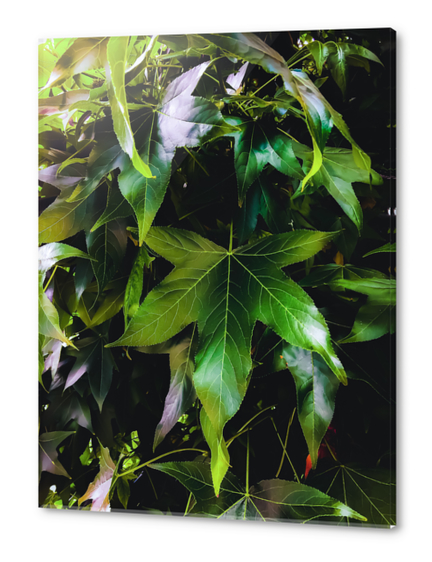 closeup tree with green leaves texture background Acrylic prints by Timmy333