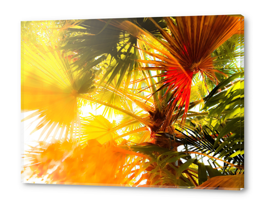 green palm leaves abstract background with summer light Acrylic prints by Timmy333